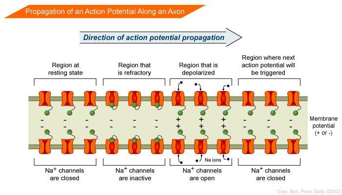 The Action Potential Below is a schematic representation of an Action Potential in