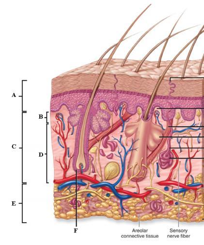 The Integumentary System 1. What are the 5 functions of the Integumentary System? a. b. c. d. e. 2.