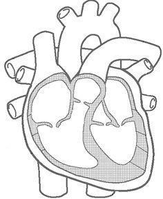 7. What is the main function of the circulatory system? 8. Label the Heart: A Part Blood Flow (rich or poor O 2)or Function Oxygen rich blood flows into this artery from the left ventricle.