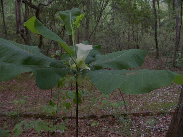 Cryopreservation of Magnolia macrophylla var.