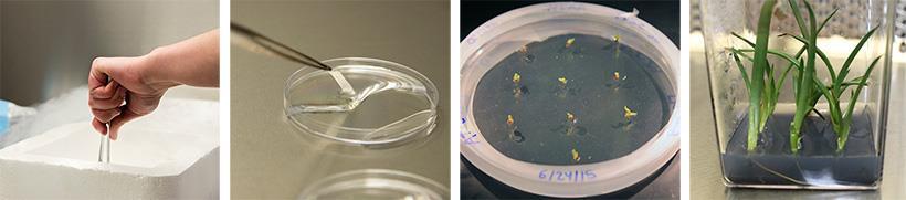 concentrated cryoprotectant mixtures Photos by Kate Lain Droplet-vitrification: reduced
