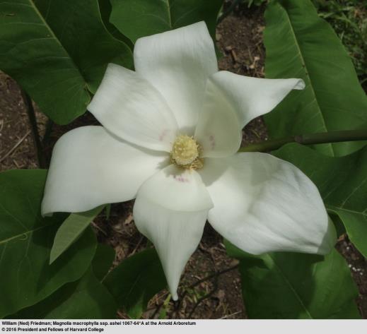 com/plants/magnoliaceae/magnolia%20macrophylla%20subsp.