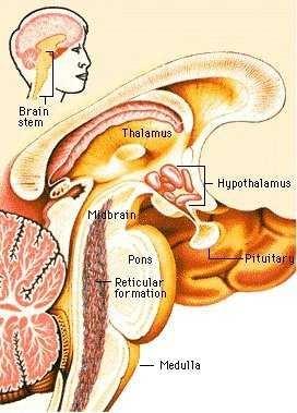 Brain Stem Located btwn the cerebrum and the SC Provides a pathway for tracts running btwn higher and lower neural centers. Consists of the midbrain, pons, and medulla oblongata.