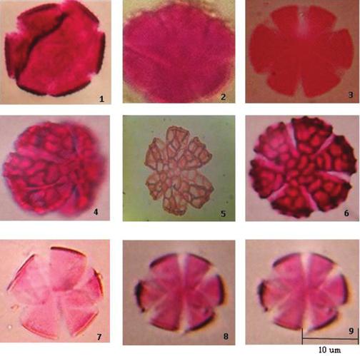 Table 2: The morphological and features of the studied taxa of Lamiaceae Species Pollen Aperture type Sculpture shape Thymus vulgaris L. Spheroidal Hexazonocolpate Reticulate Mentha longifolia (L.