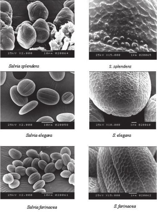 Figure 3: Scanning electron micrographs plooen grains of Salvia splendens Figs. 64-65. Salvia aelegans 58-60, and Salvia farinaces Figs 61-62 (surface details, msocolpium, and colpus margin). Fig. 65 surface ornamentation.