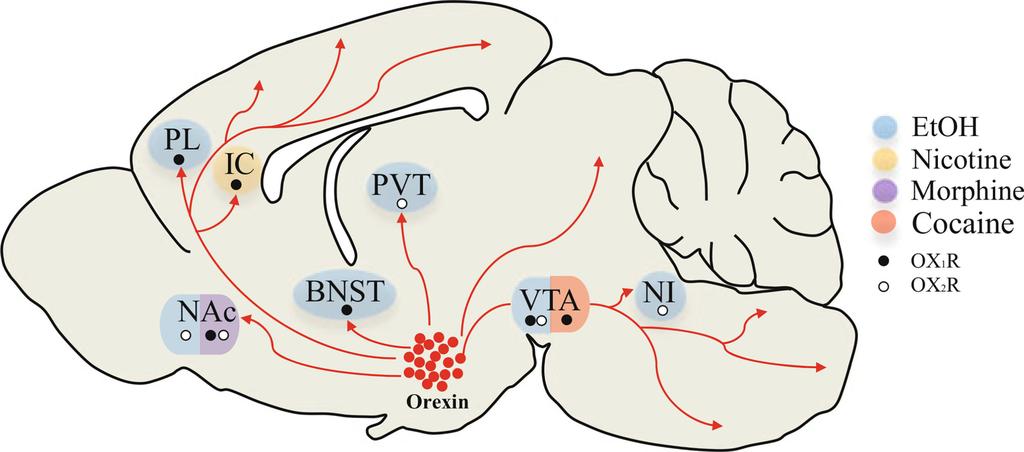 James et al. Page 34 Fig. 6. Sites of orexin signaling in drug-seeking behavior. Orexin neurons in the lateral hypothalamus project to a number of reward structures involved in drug-seeking behavior.