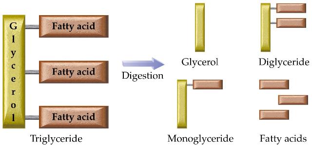 Triacylglycerol Digestion Triacylglycerols in the diet are too large to diffuse through the intestinal membranes.