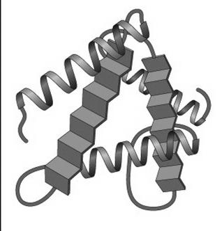 Four levels of protein structure Tertiary the