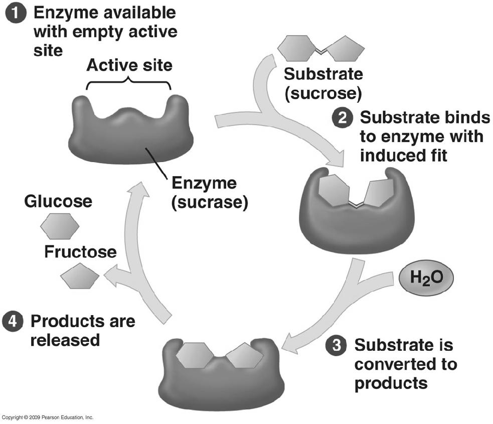 Enzymes can be used for