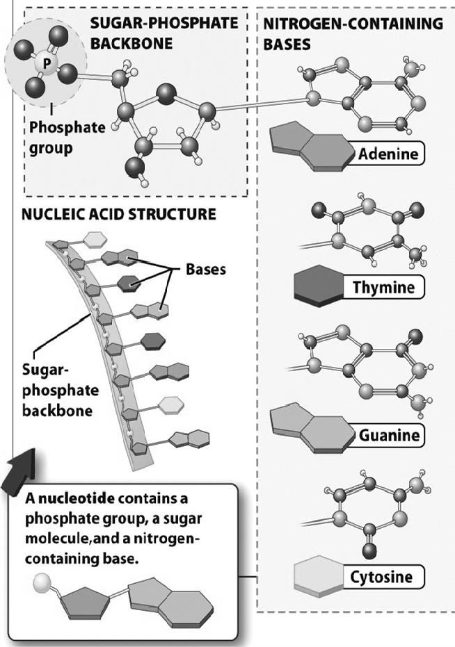 Nucleic acids continued Both DNA & RNA have a sugar-phosphate backbone attached to each sugar is the nitrogenous