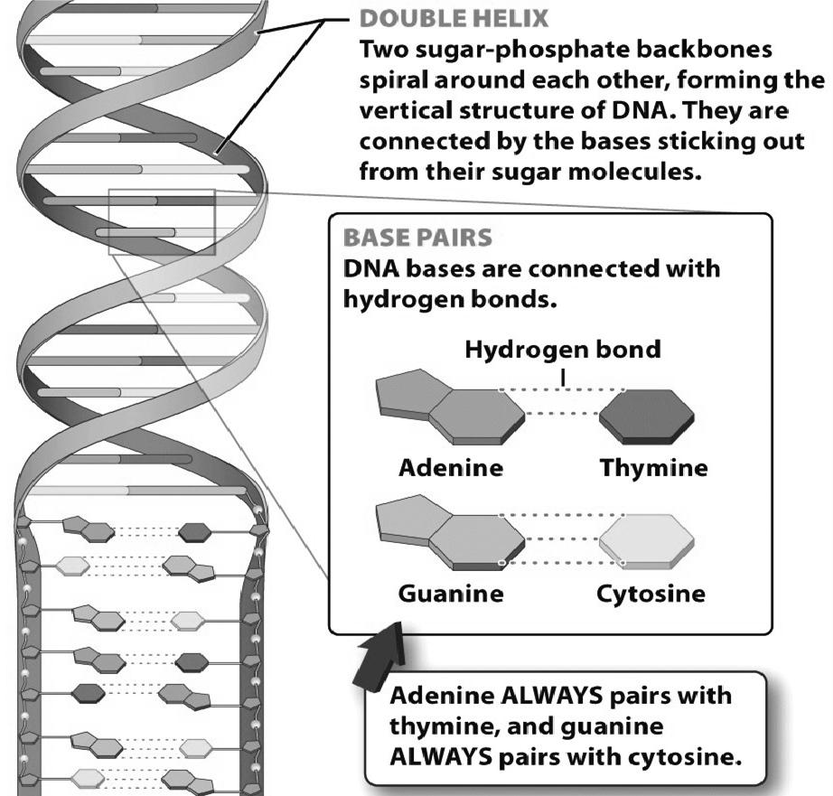 DNA = Deoxyribonucleic acid Holds genetic information to build a whole organism (!