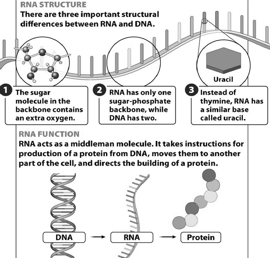 RNA = ribonucleic acid The universal translator Directs protein production Differs from DNA sugar of backbone