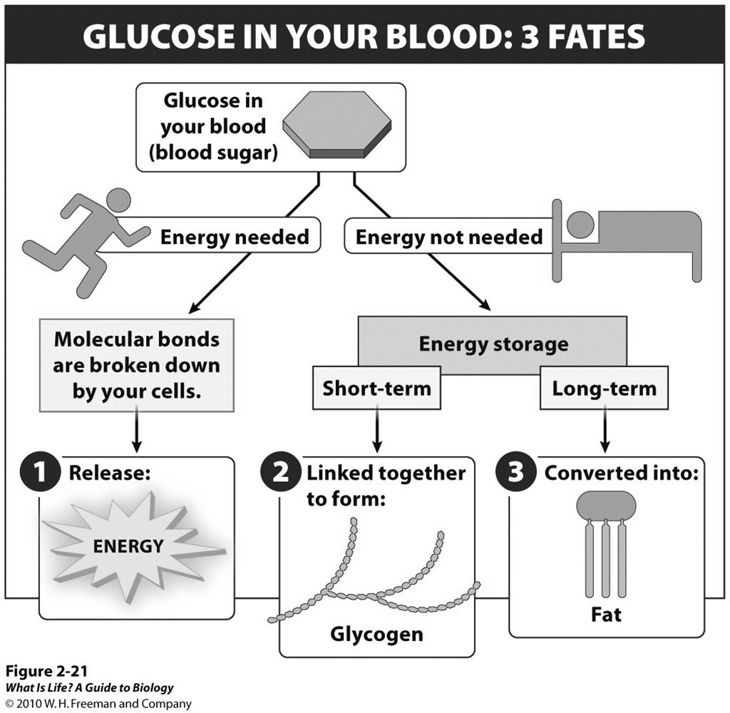 Fate of glucose (blood sugar) Energy for cellular activity energy is released when bonds b/w atoms of glucose molecule are broken Short term storage stored in muscle & liver tissue as