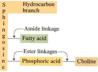 Sphingolipids in which the esterifying group is phosphoric acid to which choline is attached are called sphingornyelins.