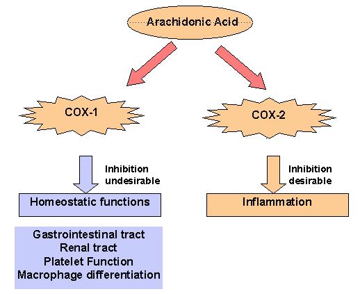 Targets of Aspirin Cyclooxygenase is