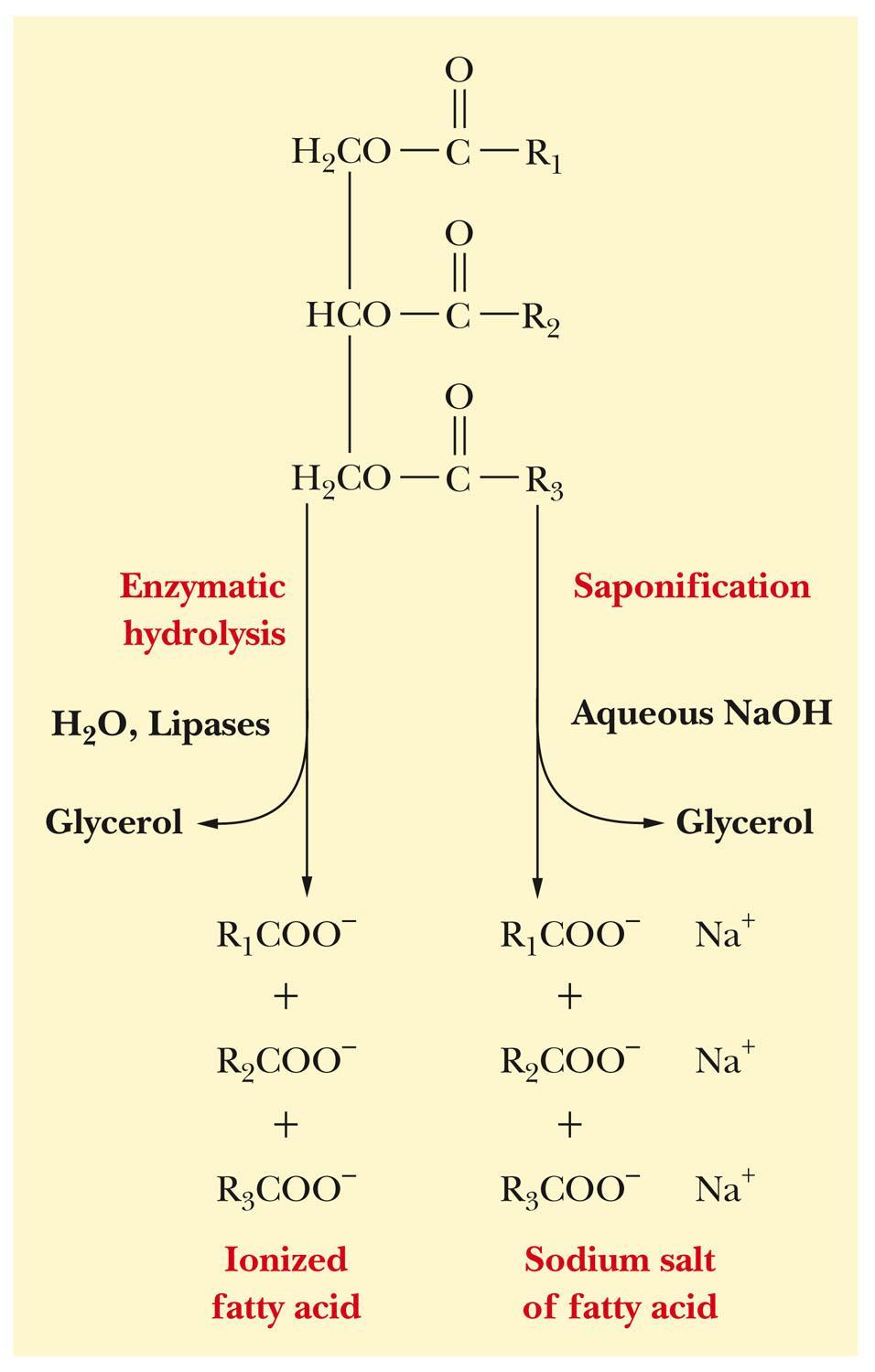 Saponification Hydrolysis : steam, acid, enzyme