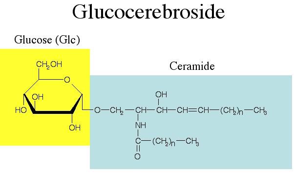 Glycolipids Cerebrosides: the simplest glycolipids, contain a single hexose