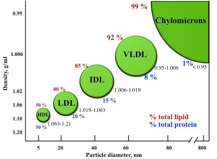Lipoproteins Function: transport of different
