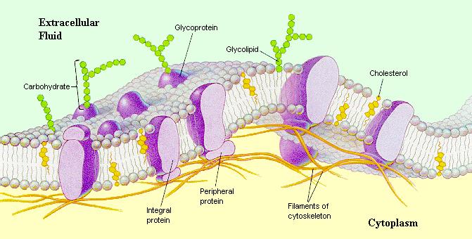 Cell membranes The membrane is hypothesized in a model known as the fluid mosaic model.