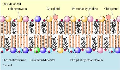 Phospholipids The outer: phosphatidylcholine, sphingomyelin, and glycolipids(cell recognition) The inner: phosphatidylethanolamine,
