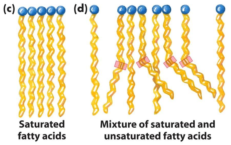 Fatty acids and