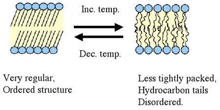 Membrane fluidity and temperature