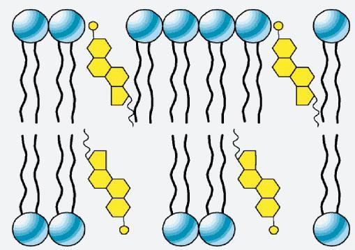 Cholesterol and membrane fluidity The presence of cholesterol stabilizes the extended straight-chain arrangement of saturated fatty acids by van der Waals interactions.