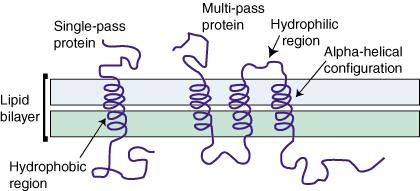 Integral membrane proteins The
