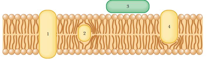 associated with the lipid bilayer