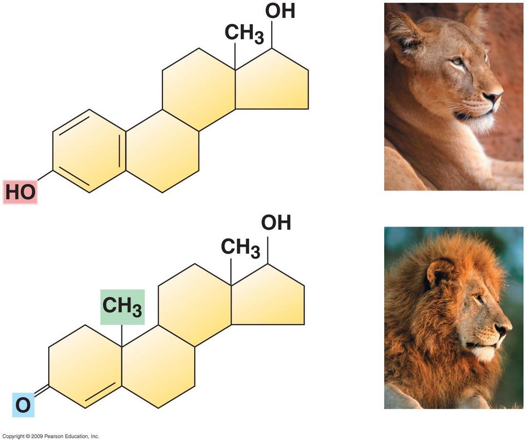 Estradiol Female lion
