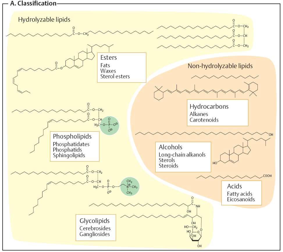 Lipids adopted from: J.Koolman, K.H.