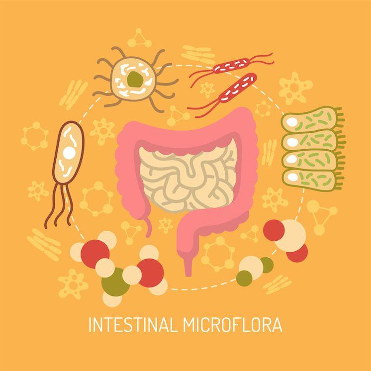 Your Gut The gut has over 100 trillion