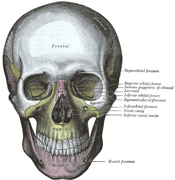 Osteology I. Overview A.
