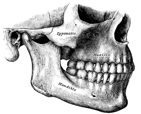 Forms site of attachment for muscles of mastication, borders for the cranial fossa, and contains trigeminal neurovascular foramina i.
