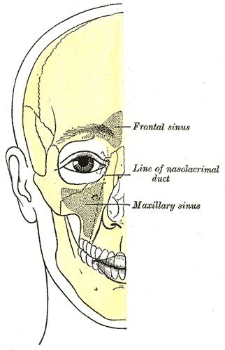 III. Sutures A. Overview The sutures of the skull are immobile, fibrous joints.