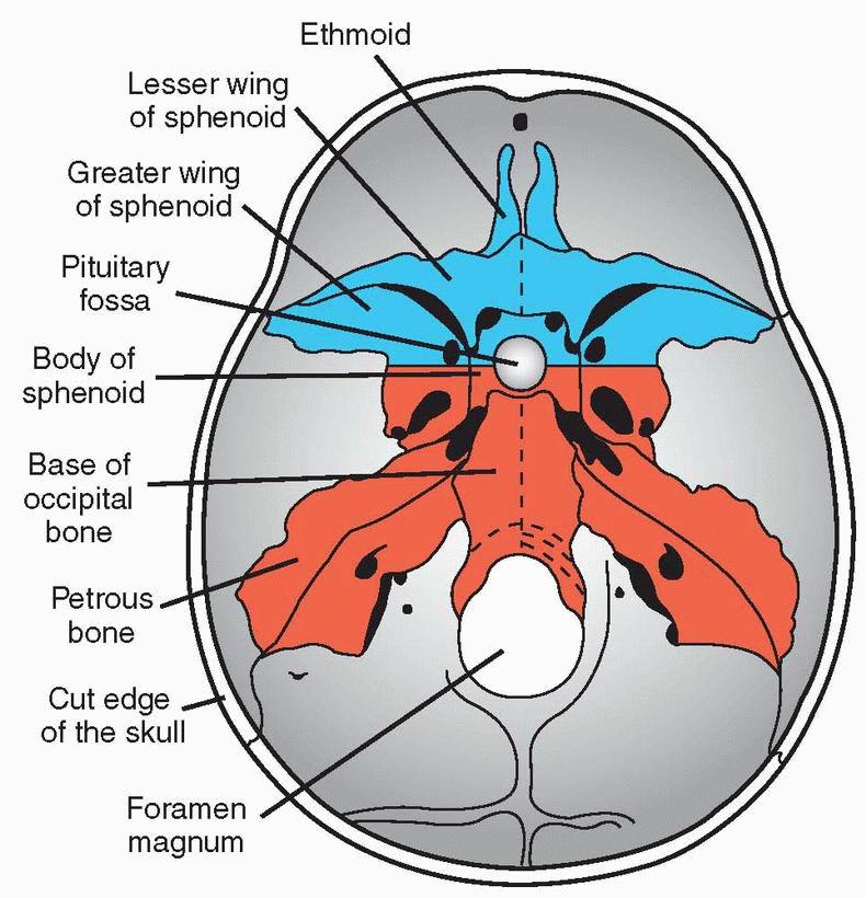 Dorsal view of the chondrocranium, or base of the skull, in the adult showing bones formed by endochondral ossification.