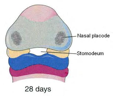 By the end of 4 th week, bilateral oval-shaped ectodermal thickenings called nasal placodes appear on each side of the