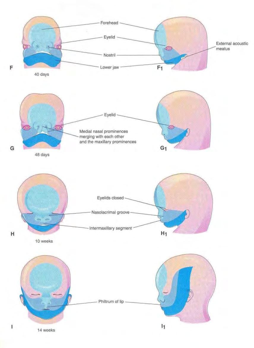 Changes in Face during Fetal period Mainly result from changes in the proportion & relative positioning of facial structures In early fetal period the nose is flat and mandible underdeveloped.