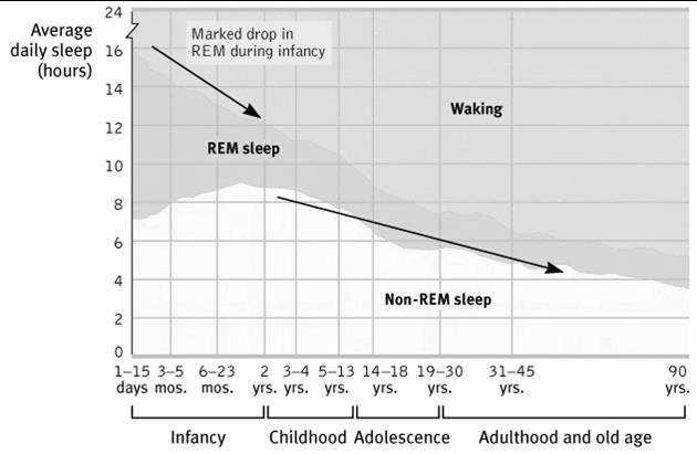 Night Terrors and Nightmares C7:25 - Night Terrors Occur within 2 or 3 hours of falling asleep, usually during Stage 4 High arousal; appear terrified More common in young children - Nightmares Occur