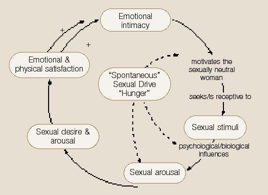 Physiology of sex Desire Physical changes model of female