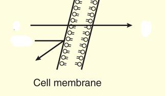 Membrane permeability effect of lipid solubility Only uncharged,