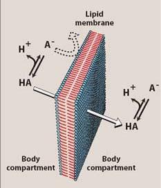 Membrane permeability effect of