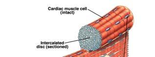 cardiocytes or cardiac myocytes or myocardial cells 15 Cardiac Muscle Tissue Regenerative