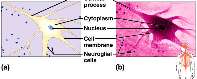 skeletal muscle) 16 Nervous Tissue found in brain, spinal cord, and peripheral nerves