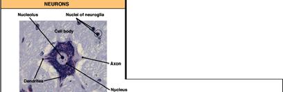 Nervous Tissue Neuroglia - Maintain physical structure - Repair