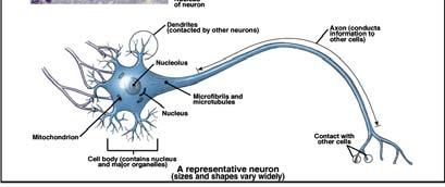 to neurons Figures from: Martini, Anatomy & Physiology, Prentice