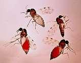 Epidemiology 5 Non-contagious by casual contact (except BTV 26) Some midges of the genus Culicoides transmit BTV among susceptible ruminants; these insect hosts having become infected by feeding on