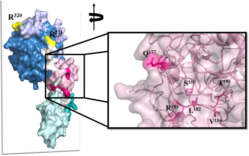 90 Figure 4-1. PHYRE 2 based model of prothrombin A model of FII constructed from 2 crystal structures of fragment 1(PDB accession: 2FP2) (43), and prethrombin-1, (PDB accession: 3NXP) (83), is shown.