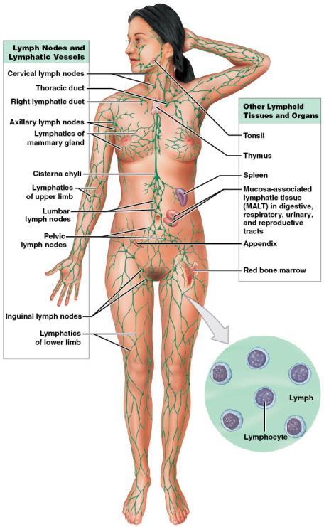 dietary lipids from the digestive tract to the blood (more in Ch.