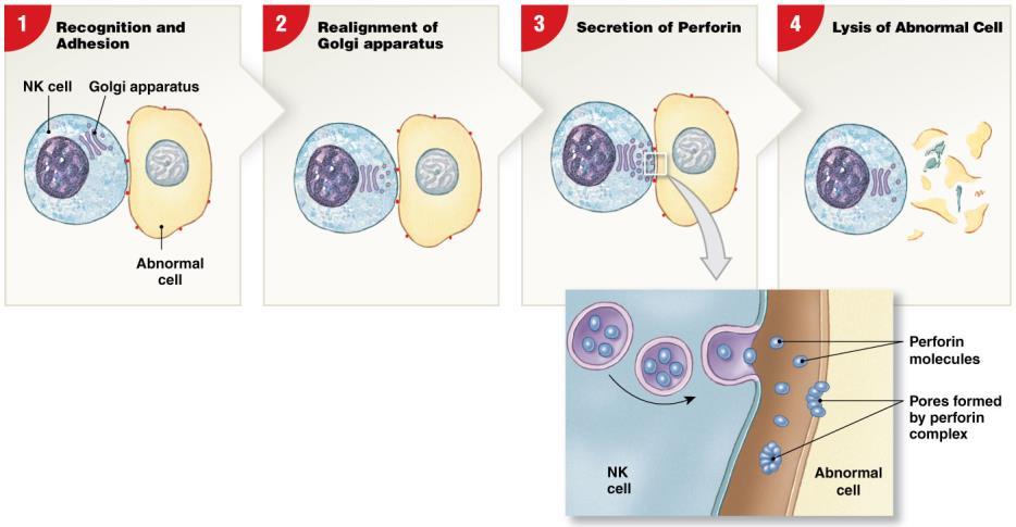 antigens), and virus-infected cells When activated, release perforins, which cause the abnormal cell s membrane to rupture